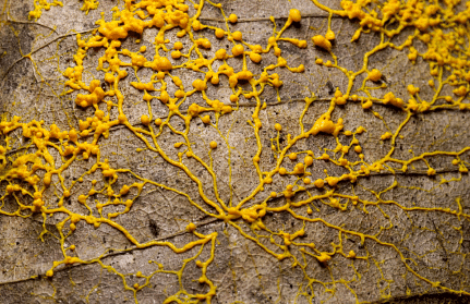 Slime Mould