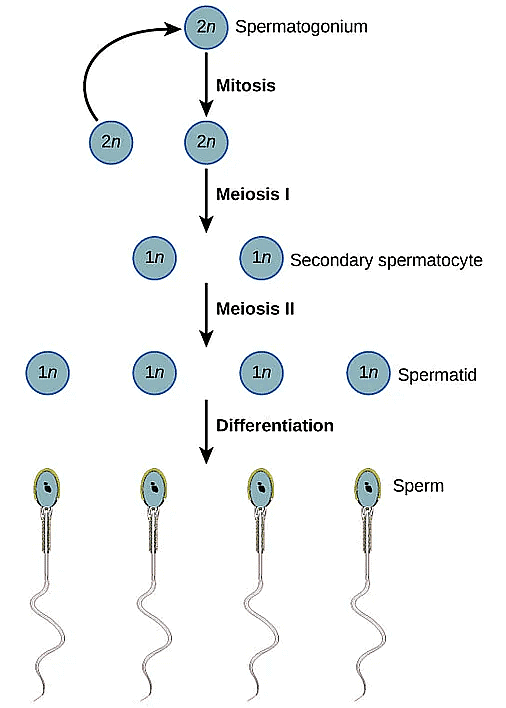 Gametogenesis: Spermatogenesis and Oogenesis Notes | Study Biology Class 12 - NEET