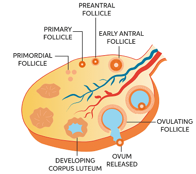 Gametogenesis: Spermatogenesis and Oogenesis - Biology Class 12 - NEET ...