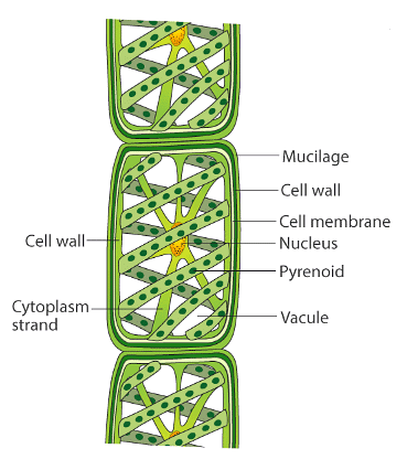 Algae: Chlorophyceae (Green Algae) - Notes | Study Biology Class 11 - NEET