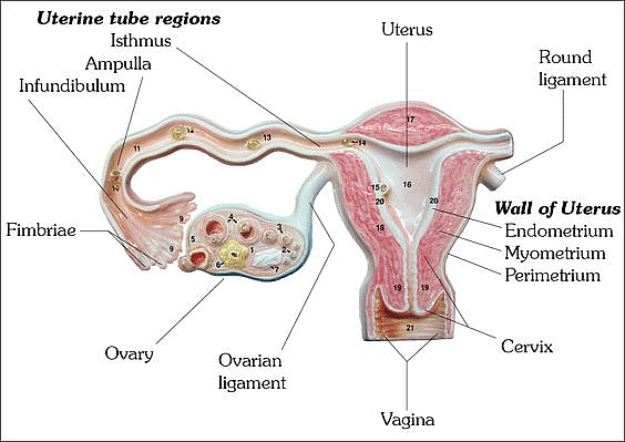 Image showing uterine tube