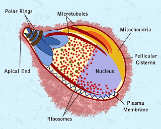 Structure of Sporozoa