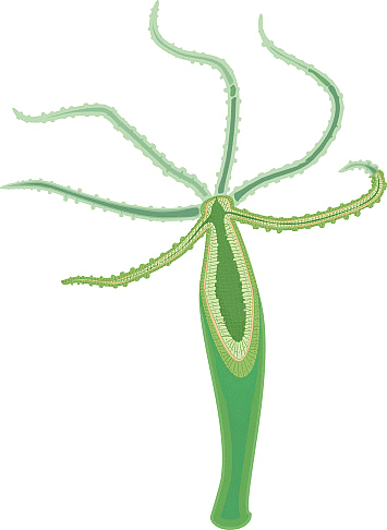 Hydra