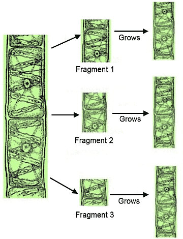 Fragmetation in Spirogyra
