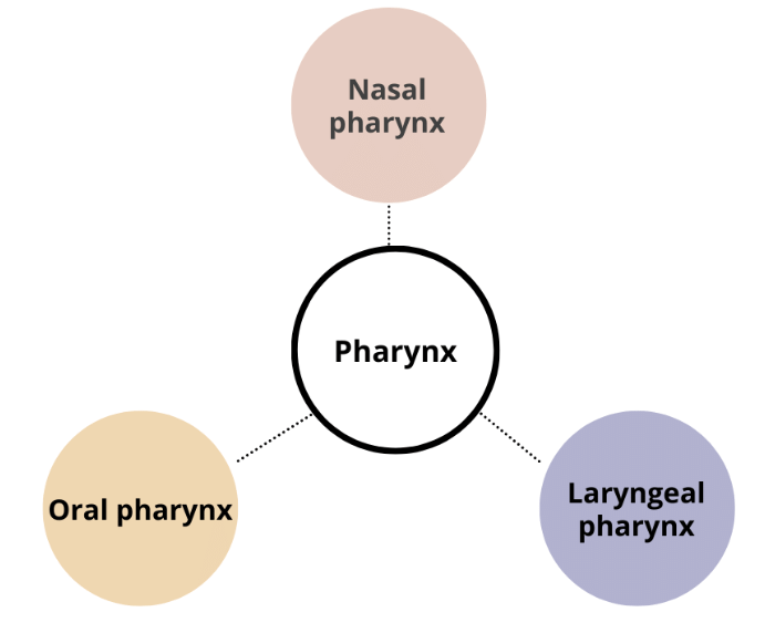 Alimentary Canal: Mouth, Pharynx & Oesophagus Notes | Study Biology Class 11 - NEET