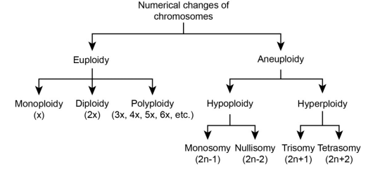 Revision Notes: Heredity & Variation - Notes | Study NCERT Exemplar & Revision Notes for NEET - NEET