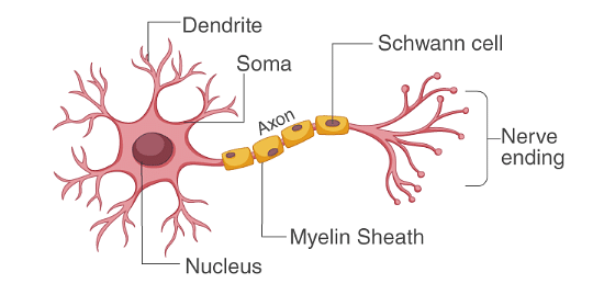 Human Nerve Cell