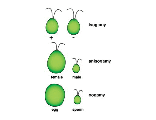 Algae: Chlorophyceae, Phaeophyceae & Rhodophyceae | Biology Class 11 - NEET