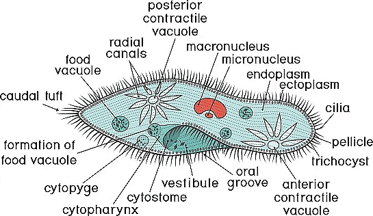 Structure of Paramecium