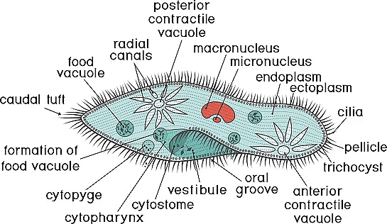 Structure of Paramecium