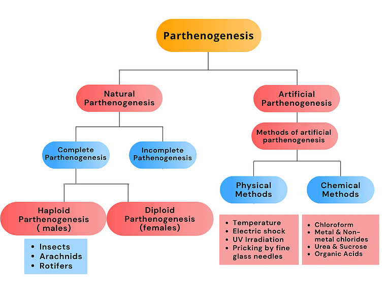 Parthenogenesis & Its Types - Notes | Study Biology Class 12 - NEET