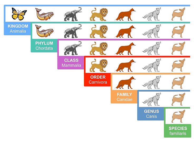 Taxonomy: Identification, Nomenclature and Classification - Biology ...