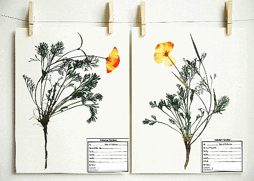 Herbarium Sheet