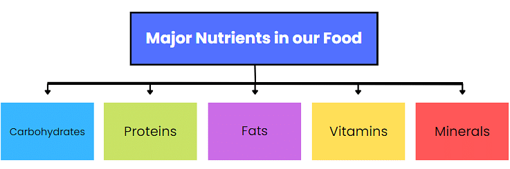 NCERT Solutions: Components of Food Notes | Study Science & Technology for UPSC CSE - UPSC