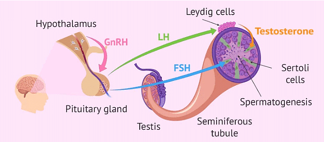 Hormonal Control of Spermatogenesis