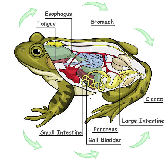 Frog: Morphology and Anatomy - Biology Class 11 - NEET PDF Download