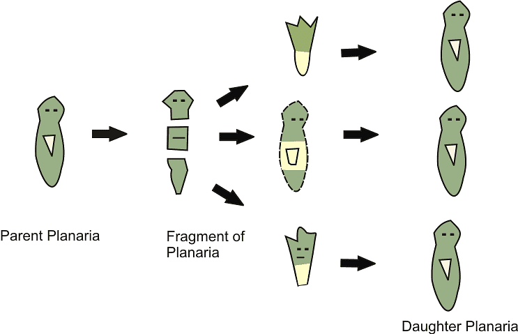 Regeneration in Planaria