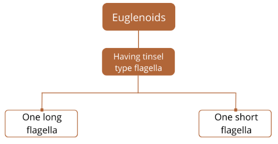 Kingdom Protista: Euglenoids, Slime Moulds & Protozoans Notes | Study Biology Class 11 - NEET