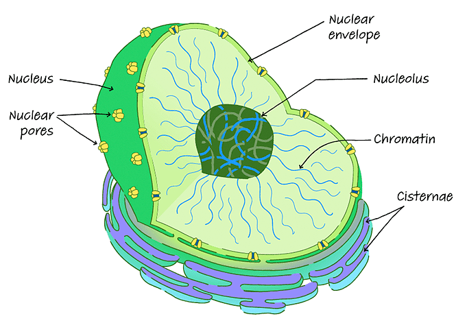 Structure of a nucleus 
