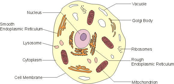 Cell Organelles - Science and Technology for UPSC CSE PDF Download