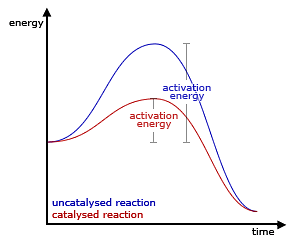 Higher activation energy when the reaction is catalyzed