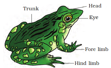 Structural Organization in Animals Chapter Notes - Biology Class 11 ...