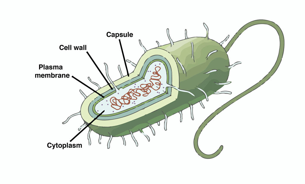 Prokaryotic Cells: Cell Envelope, Ribosomes and Inclusion Bodies ...