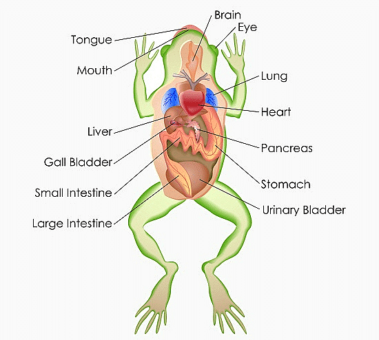 Frog: Morphology & Anatomy | Biology Class 11 - NEET