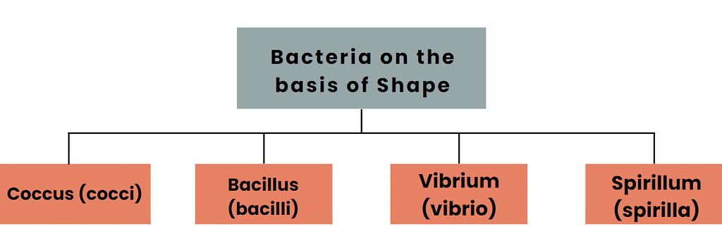 Kingdom Monera: Archaebacteria & Eubacteria | Biology Class 11 - NEET