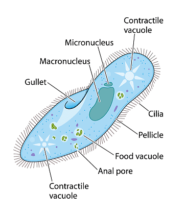 Structure of a Protozoa