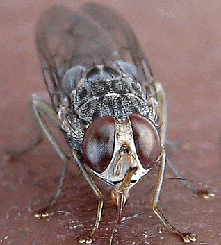 Tse-Tse Fly
