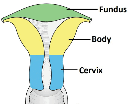 The Female Reproductive System Notes | Study Biology Class 12 - NEET