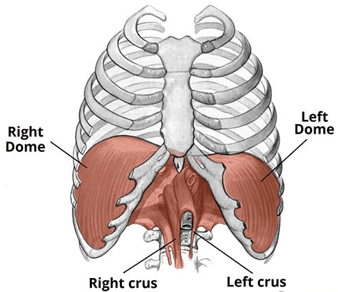 Human Respiratory System | Biology Class 11 - NEET