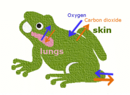 Frog: Morphology & Anatomy | Biology Class 11 - NEET