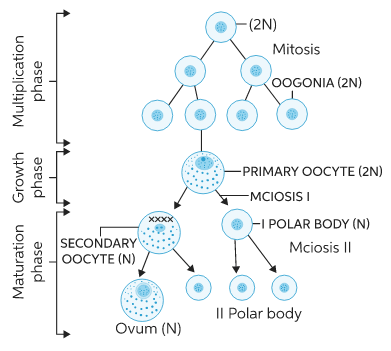 Gametogenesis: Spermatogenesis and Oogenesis - Biology Class 12 - NEET ...