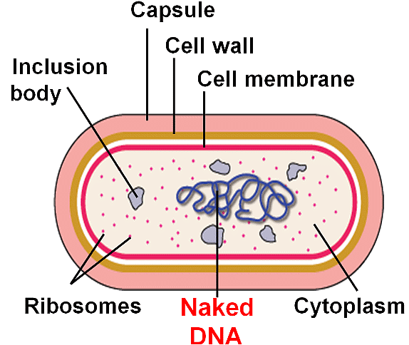 Showing inclusion bodies in the cell