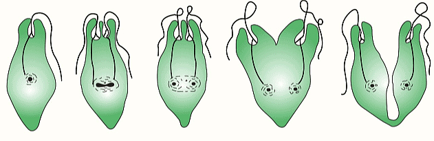 Longitudinal asexual reproduction in Euglena