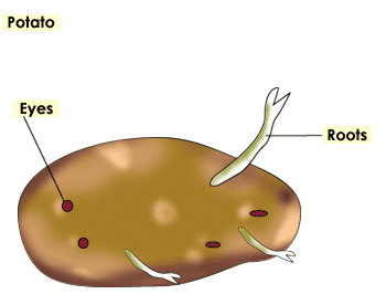 Eyes of Potato
