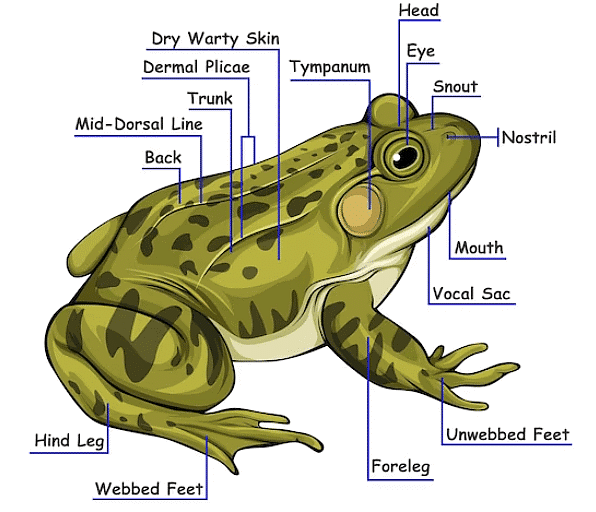 Frog: Morphology and Anatomy - Biology Class 11 - NEET PDF Download