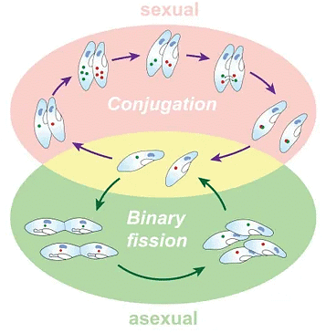 Asexual & Sexual Reproduction in Paramecium