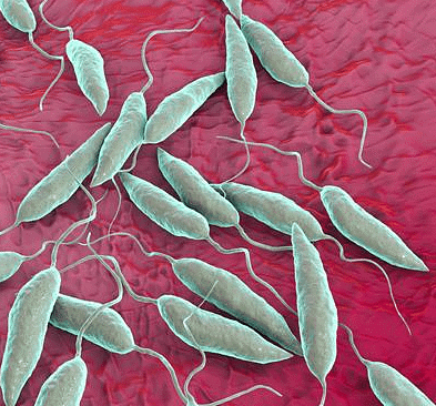 Leishmania