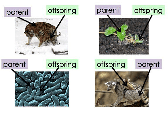 Reproduction in Plants & Animals give rise to similar offsprings