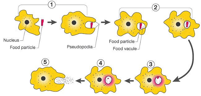 Kingdom Protista: Euglenoids, Slime Moulds & Protozoans Notes | Study Biology Class 11 - NEET
