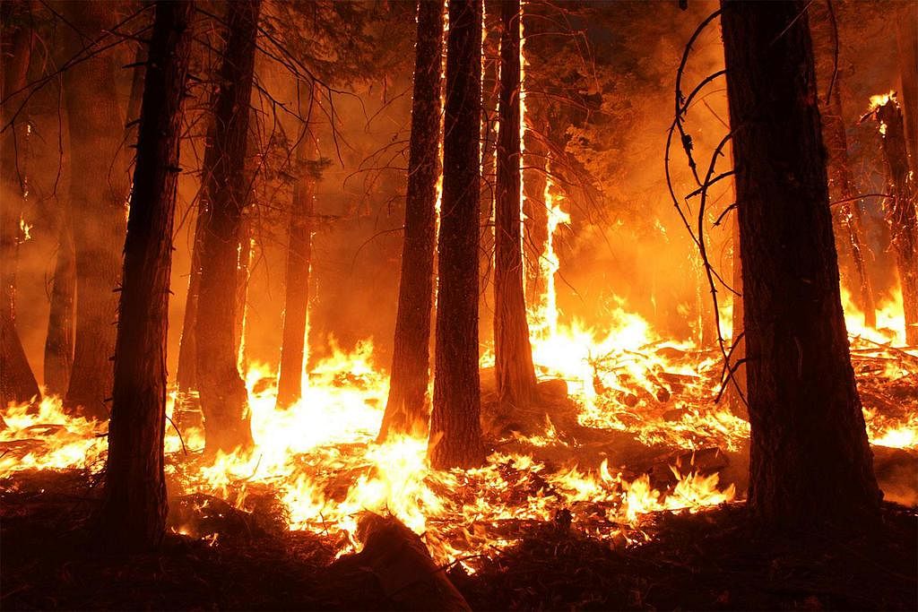 wildfire | Definition &amp; Facts | Britannica