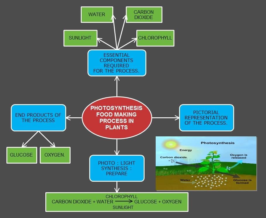 mind-map-1-2-class-7-pdf-download