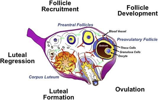 Corpus Luteum - an overview | ScienceDirect Topics