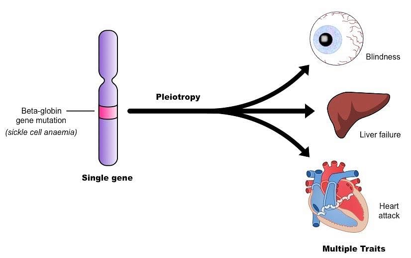 Pleiotropy | BioNinja