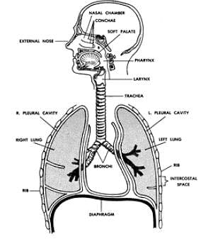 The Final Lung-based Destination Of Oxygen That We Breathe In-a 