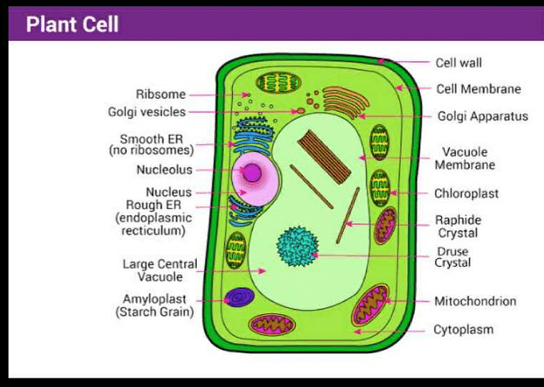 Diagram of plant cell? | EduRev Class 9 Question