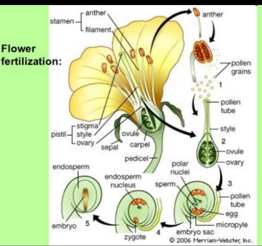 what is reproduction Related: How do Plant Reproduce?? - EduRev Class 5 ...